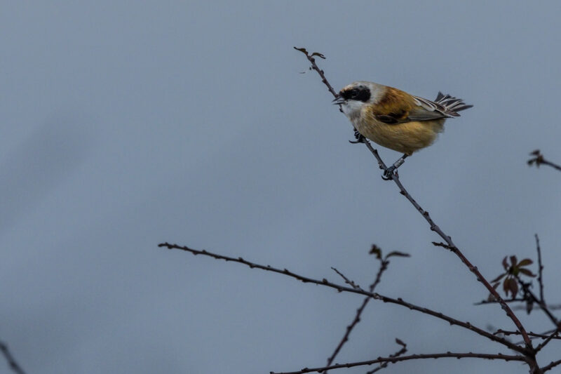 Rémiz penduline mâle bagué